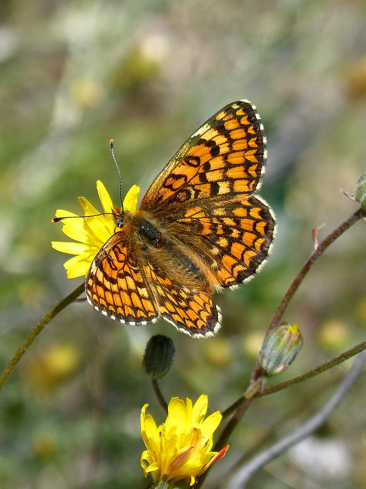 damero knapweed, Oranje vlinder, Melita phoebe, Priorat