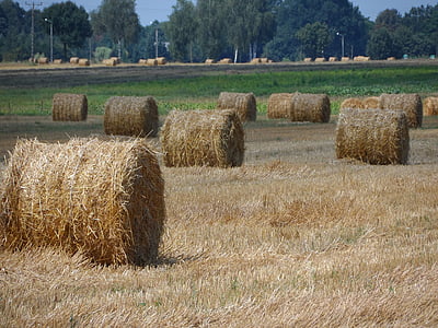 straw, bale, field, agriculture, hay, rural Scene, nature