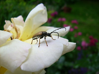 Hoa hồng, côn trùng, chuyến bay côn trùng, vĩ mô, bọ cánh cứng, Thiên nhiên, Sân vườn