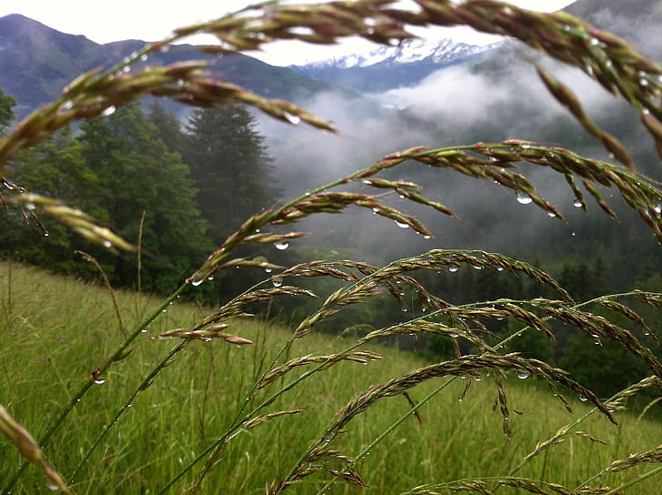 gräs, äng, Mountain äng, grön, Österrike, Zell am se, naturen