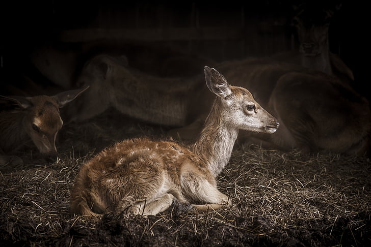 animal, antler, baby, buck, cute, deer, farm