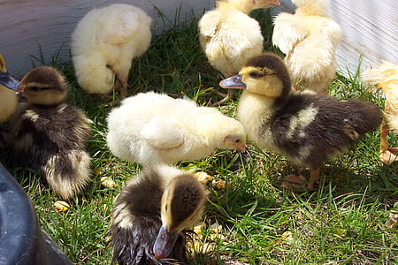farm, chicks, ducklings, bird, flow, duck, chicken