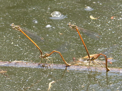 vážky, žena Stehlík, hmyz párenie, Reprodukcia, párenie, párenia, orgie