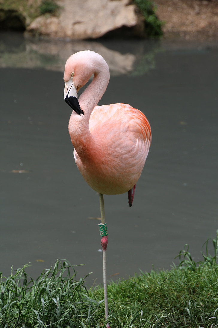 flamingas, rožinė, Didysis flamingas, vandens paukščių, plunksnos