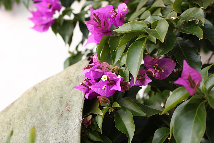 flowers, garden, plant