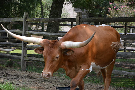 cattle, long horn, bull, cow, animal, pasture, farm