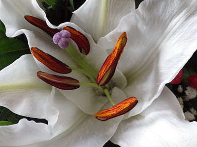 Lilija, puķe, balta, aizveriet, zieds, Bloom, skaistu ziedu