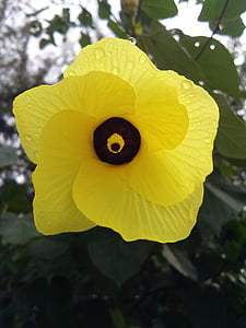 flowers, yellow, bodhi sea, nature, leaf, plant, flower
