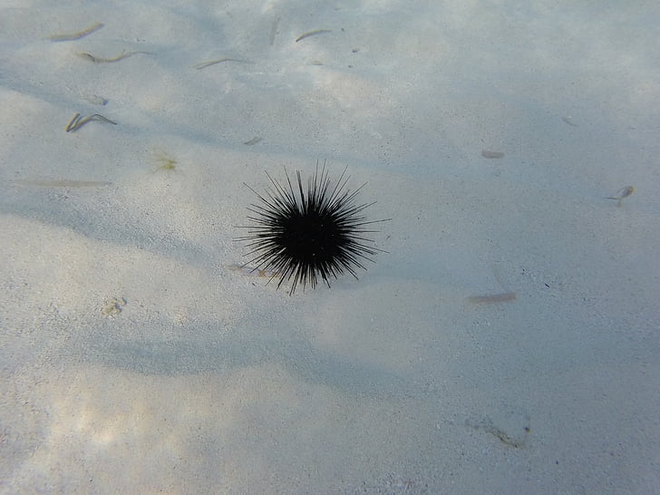 sea ​​urchin, sea, hedgehog, caribbean, water, beach, marine