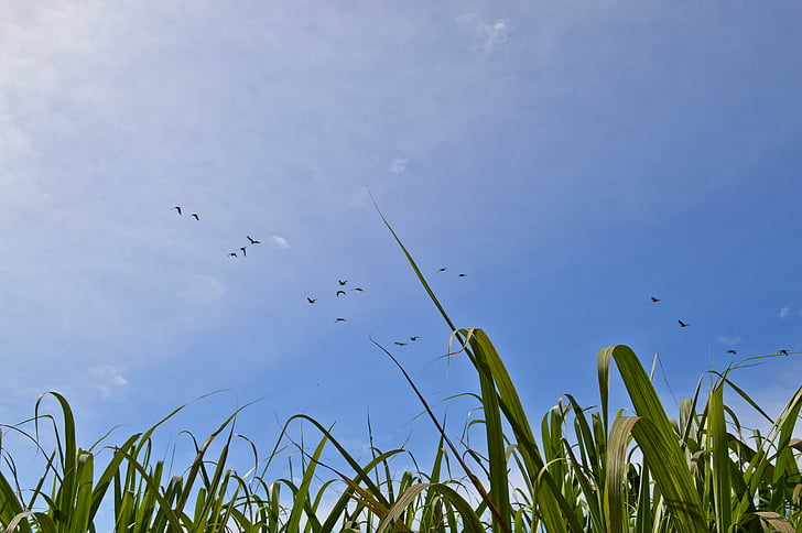 field, sky, nature