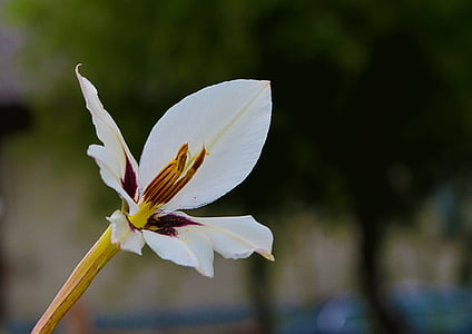 Природа, квітка, білий, макрос, Фотографія
