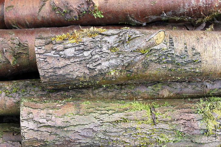 palgid, Moss, puit, puu, vana, loodus, tekstuur