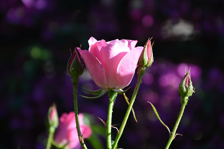 iceberg, pink roses, buds, spring