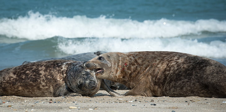 anjing laut abu-abu, gigitan, Pantai, Helgoland, Laut Utara, Pulau Laut, Dune
