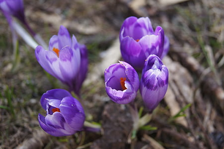 Crocus, flores, púrpura, naturaleza, Tulip, flor, primavera