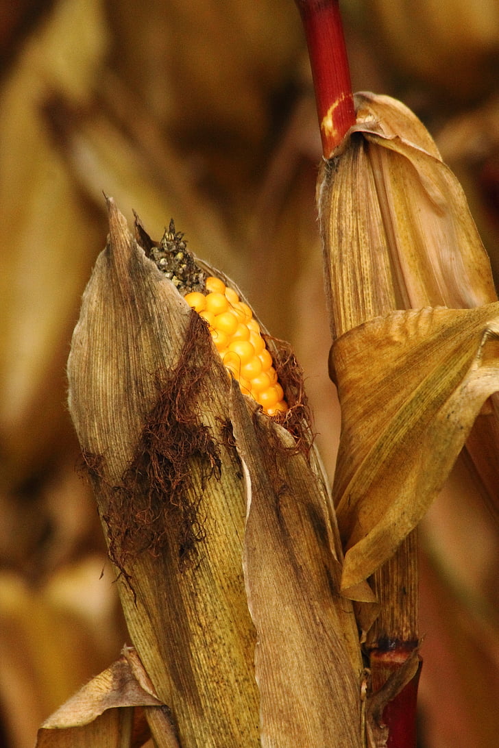 corn on the cob, corn, corn grain, grain, field, harvest, autumn
