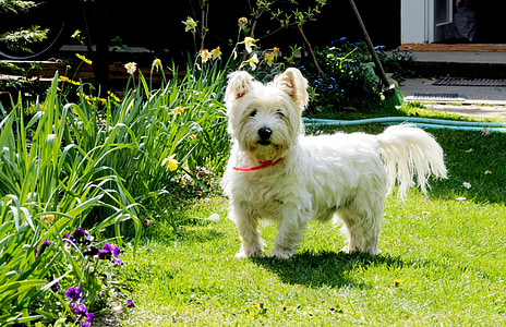 pies, West highland white terrier, zwierzęta, Westie, West highland terrier