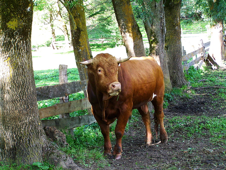 brown bull, cattle, animal