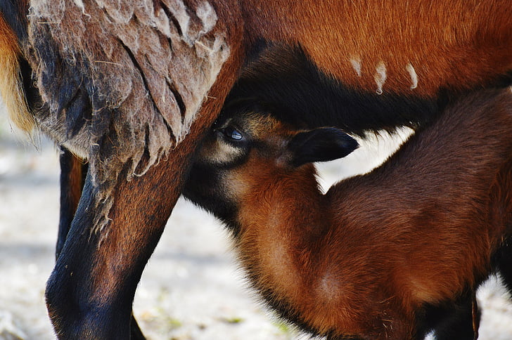 ovce, vyhľadať Wildpark poing, mama, novorodenca, mladé zviera, nápoj, milý