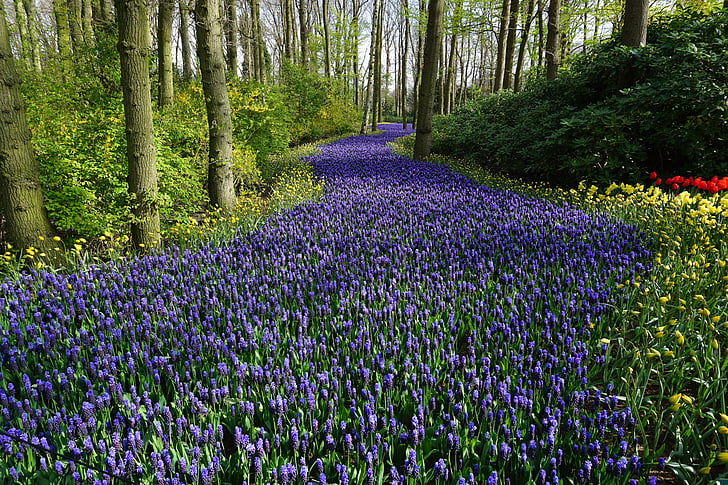 gėlės, miško, pieva, kiliminė danga, kelio, Olandijoje, augalų