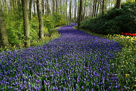 cvijeće, šuma, livada, tepih, daleko, Nizozemska, biljka