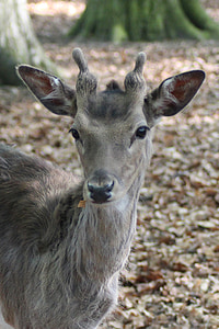 Hirsch, jelena lopatara, Srna, scheu, priroda, Mladi jelen, šuma