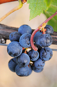 uva, azul, planta, fruta, otoño, jardín, fruta madura