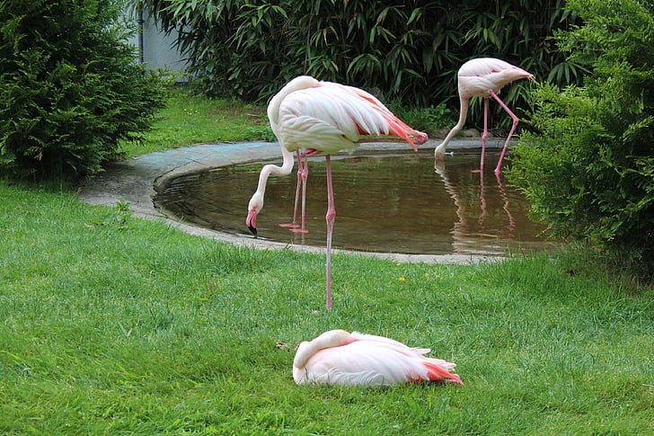 fenicotteri, Parco, uccello acquatico, stagno, Flamingo, uccello, animale