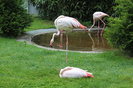 flamingos, park, water bird, pond, flamingo, bird, animal