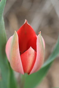 tulipány, Zelená, červená, kvet, Záhrada, rastlín, kvety