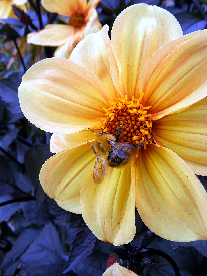 Blume, gelb, Biene, Blüte, Orange, Blätter, Closeup