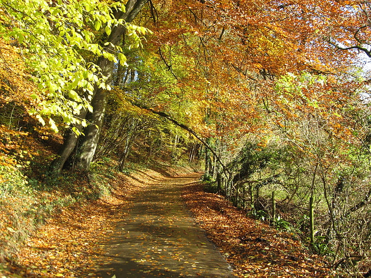 follaje de otoño, vecinal, paisaje, camino que menos transitado, estrecho, Ruta de acceso, vida