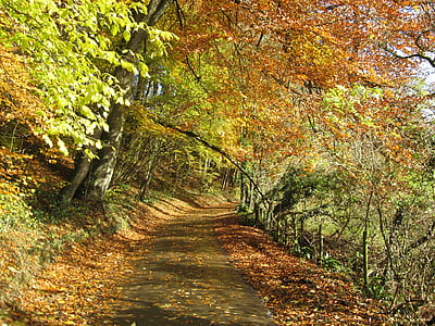 秋天的落叶, 乡间小路, 景观, 路较少旅行, 缩小, 路径, 生活