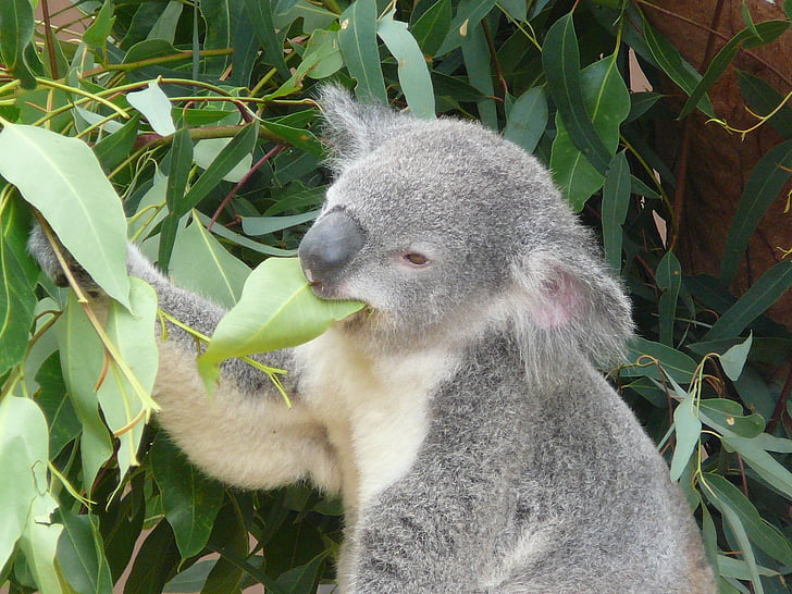 koala, Australia, kebun binatang, hewan berkantong, satwa liar, pohon, Eucalyptus