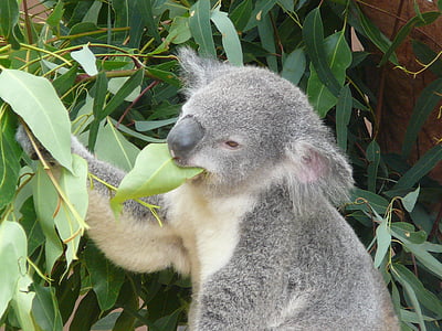 Koala, Ausztrália, állatkert, erszényesek, vadon élő állatok, fa, eukaliptusz