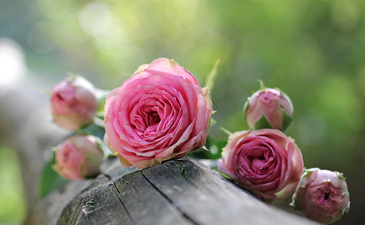 rose, bush röschen, pink rose, bush florets pink, flowers, bud, nature