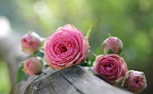 levantou-se, arbusto röschen, Rosa, arbusto de florzinhas rosa, flores, broto, natureza
