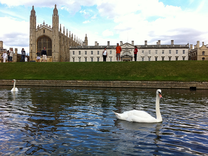 King's college, Cambridge, Velká Británie, labuť, budova, Anglie, Architektura