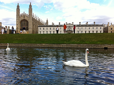 king's college, cambridge, uk, swan, building, england, architecture