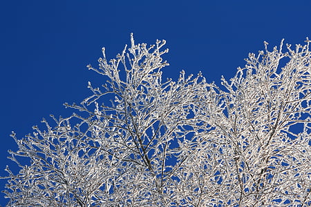 ουρανός, μπλε, μπλε του ουρανού, ο καιρός το επιτρέπει, δέντρο, χιόνι, ώριμα