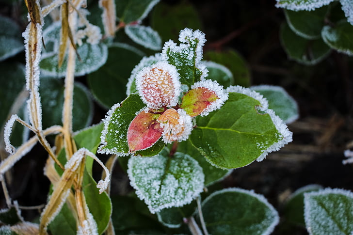 frost, plant, leaves, winter, seasonal, outdoor, nature