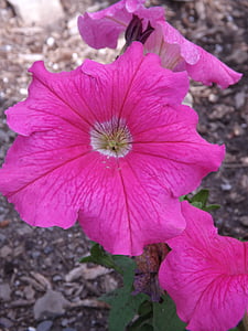Rosa, Petunia, Bloom, Rosa Blumen, Blume, Garten, Natur