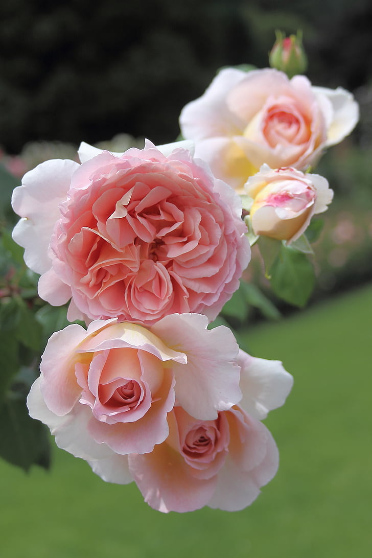 rozen, bloesems, tuinplant, roze, roze roos, bloem, bloementuin