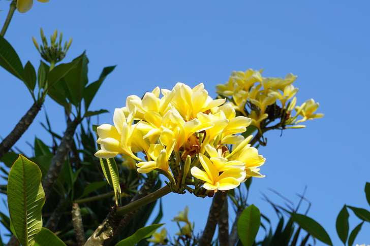 Frangipani, Bali, planta, groc, flor, fulla verda