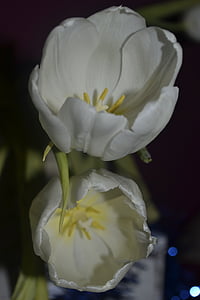 Tulip, hvid, blomst, natur, haven, plante, blomster