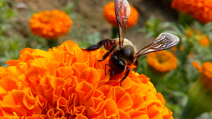 insectă, fluture, negru, floare