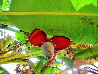 banānu koks, koks, banānu, augļi, zaļa, puķe, brūns