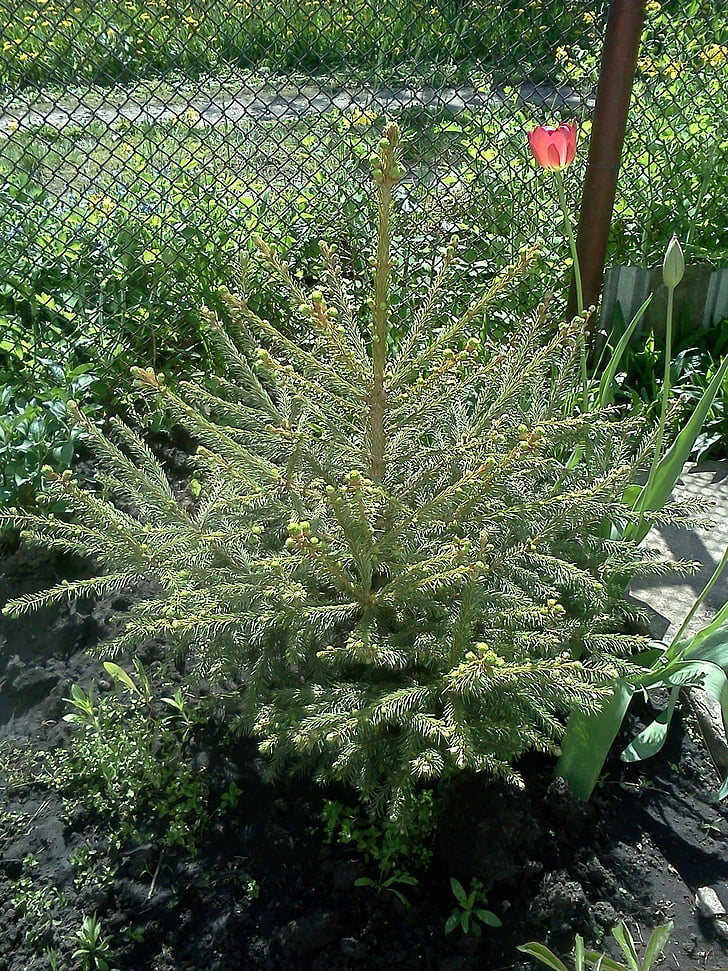 christmas tree, tree, small