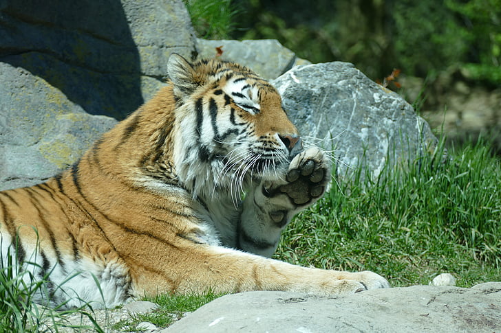 tiger, amurtiger, siberian tiger, cat, predator, carnivores, animal