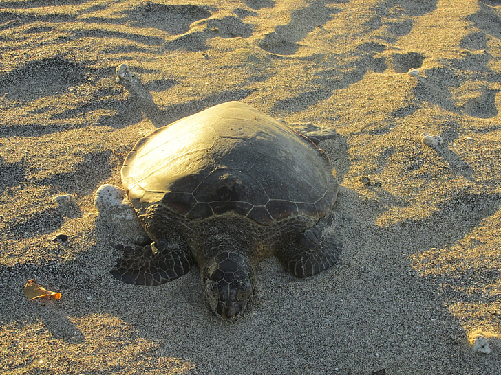 tortuga, Playa, flora y fauna, reptil, tortuga